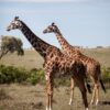 Kenya-smukke-giraffer-1