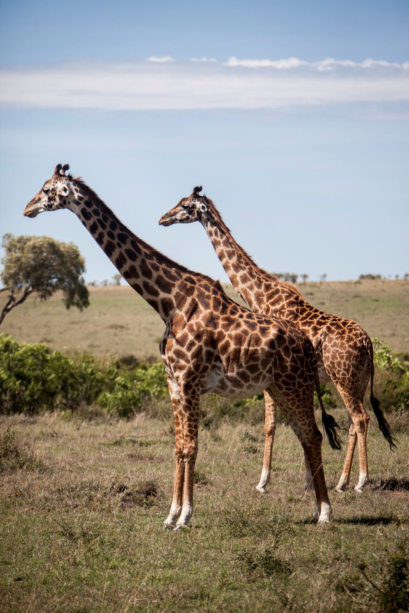 Kenya-smukke-giraffer-1